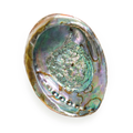 Natural Abalone Shell - Authentic Mother of Pearl Smudging Bowl for Sage, Palo Santo & Incense