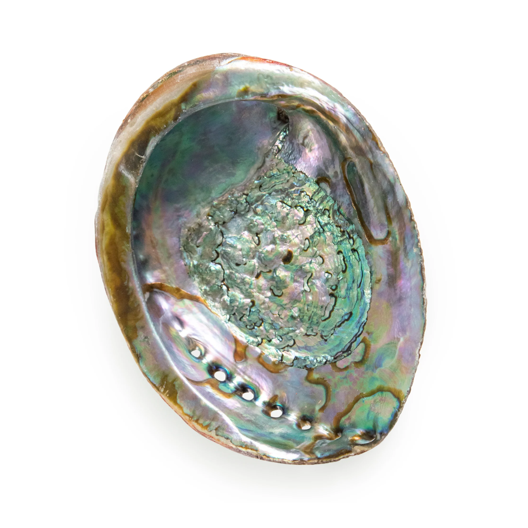 Natural Abalone Shell - Authentic Mother of Pearl Smudging Bowl for Sage, Palo Santo & Incense