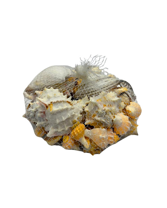 Seashell Mix for Rituals – Natural Ocean Energy Offering