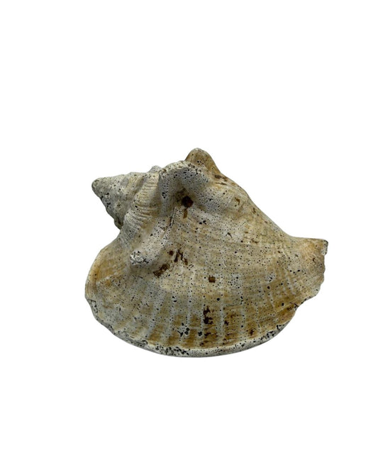 Ritual Seashell – Individual Offering Shell