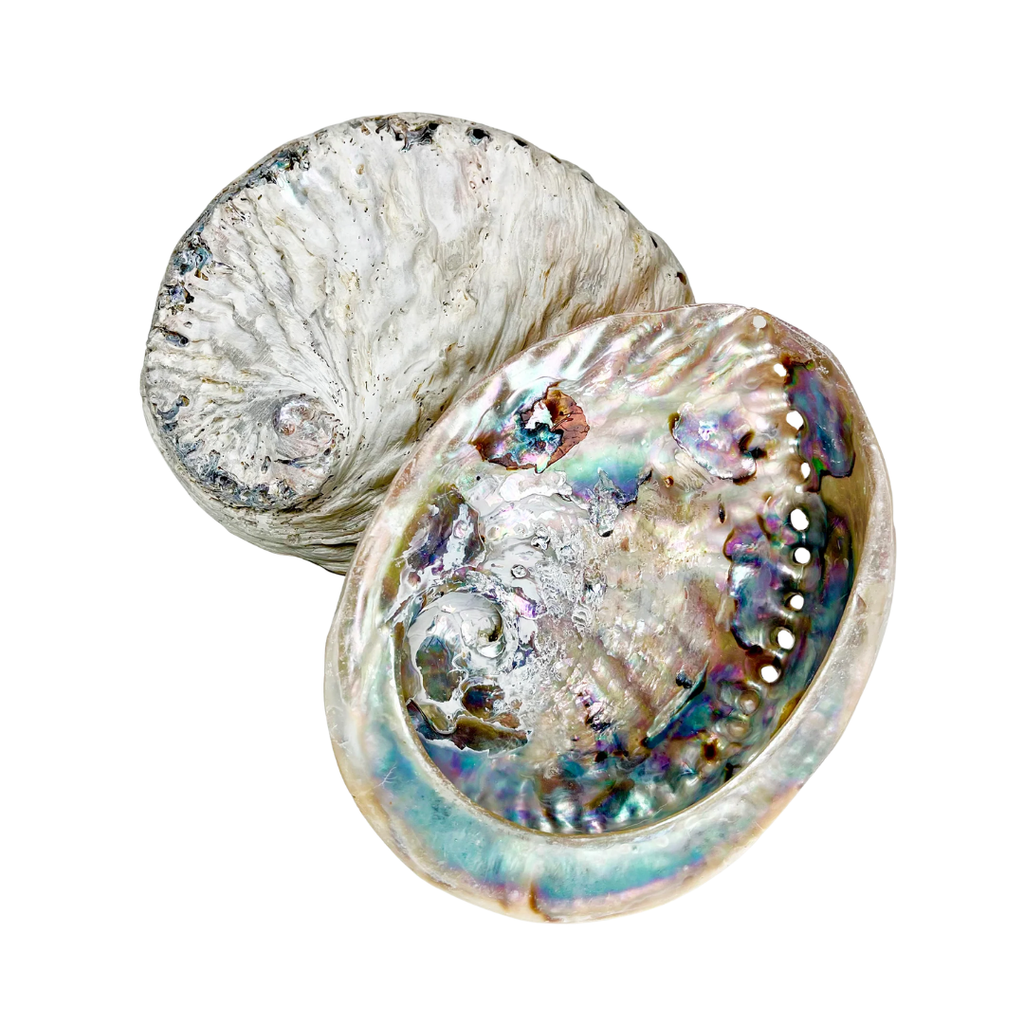 Natural Abalone Shell - Authentic Mother of Pearl Smudging Bowl for Sage, Palo Santo & Incense