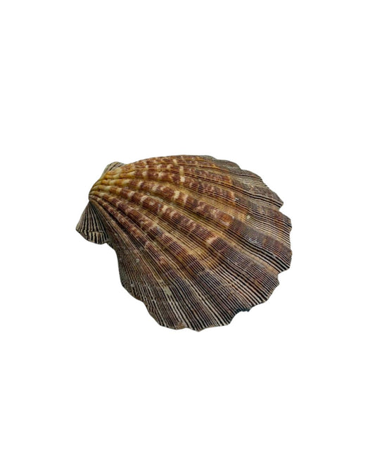 Clam Shell for Ritual Use – Concha de Almeja